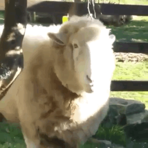 오렌지를 따먹는 양 🍊🐑 | 인스티즈