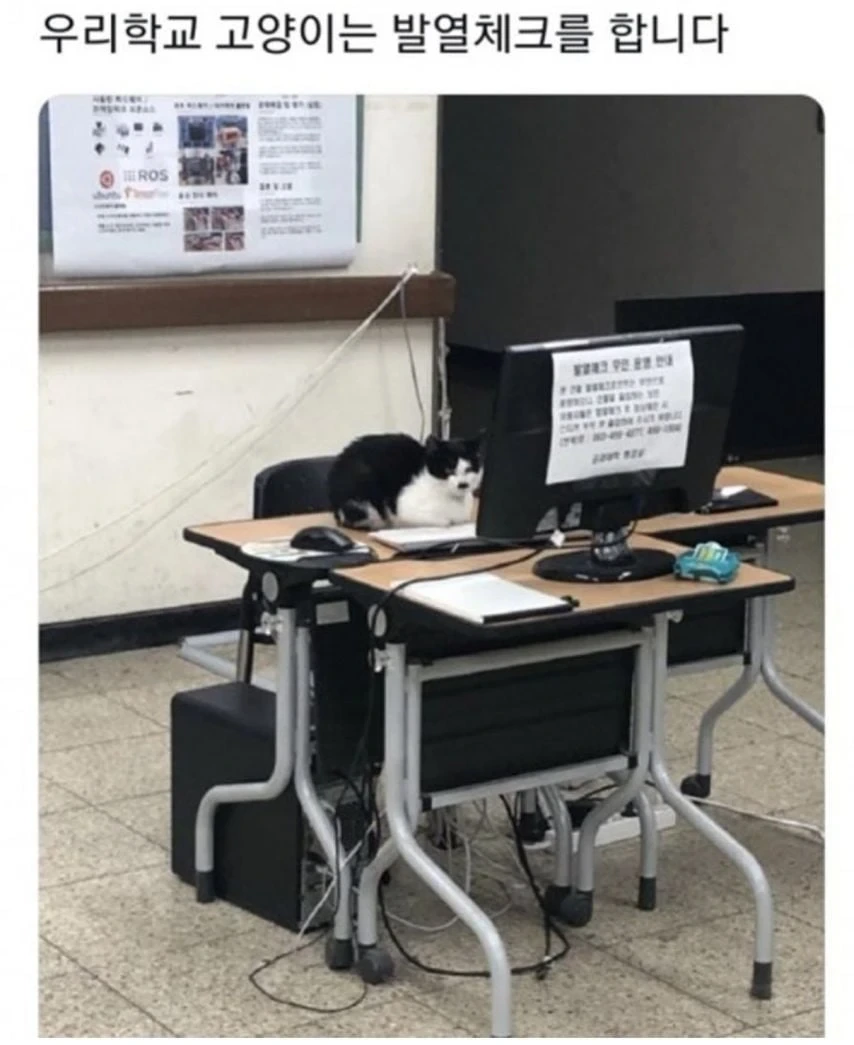 대학교 고양이 자랑 대회 | 인스티즈