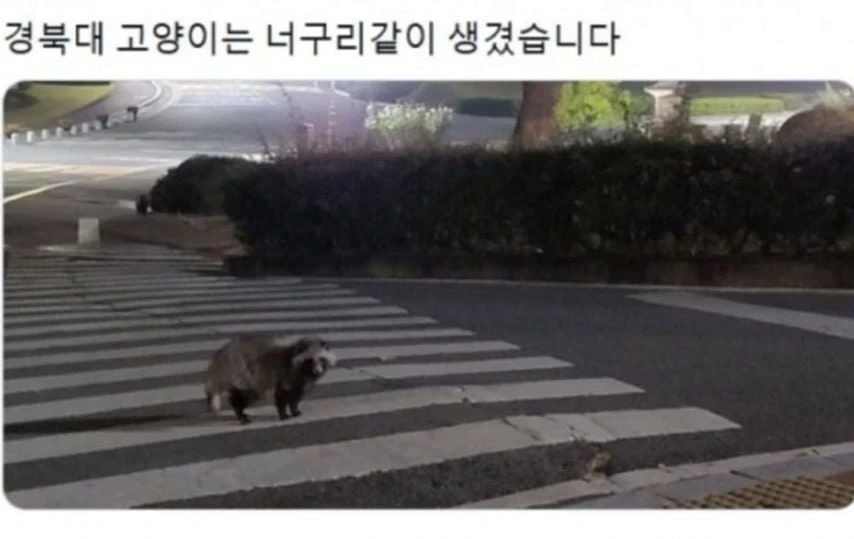 대학교 고양이 자랑 대회 | 인스티즈