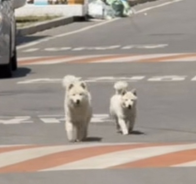 깐돌이는 왜 애기 흰둥이를 혼내줬을까 | 인스티즈