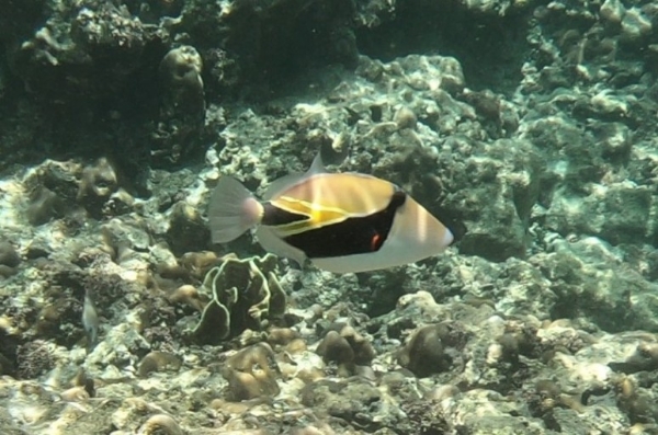  스노클링할때 조심하라는 물고기 🐟 🐠 🐡
