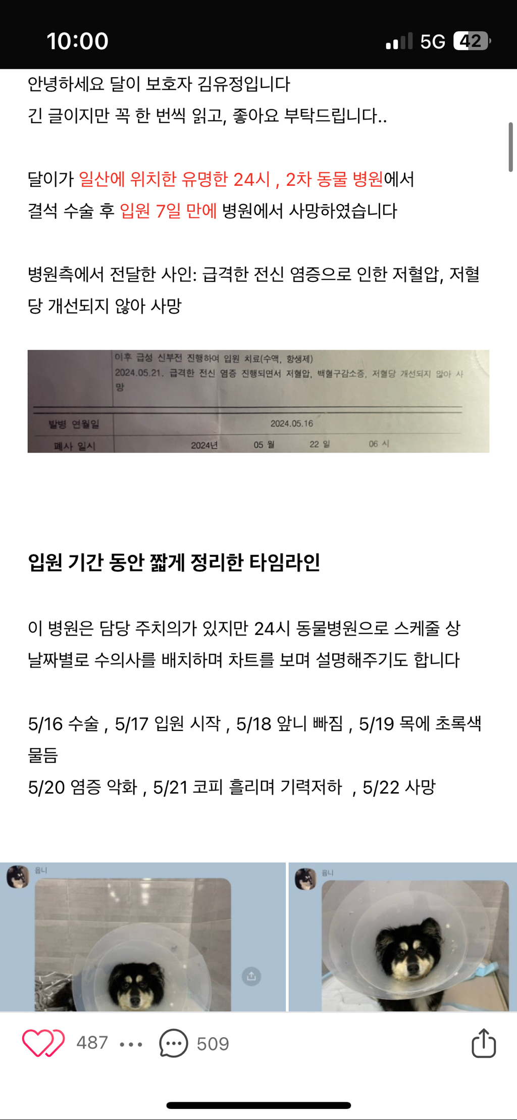  일산 xx24시 동물병원 아기 무지개다리 보내게했어 제발 봐주라