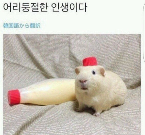 혹시 울햄스터 증명사진 가질 사람 | 인스티즈