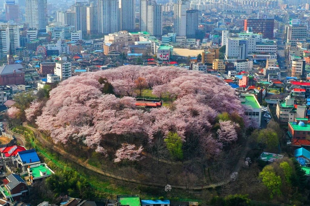 대전 중구 대흥동에 위치한 벚꽃섬 | 인스티즈
