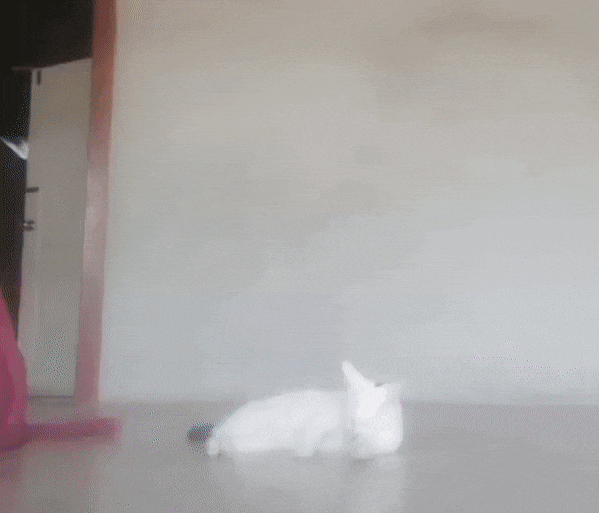 댕냥이 잡아먹는 이불괴물🐶🐱 | 인스티즈