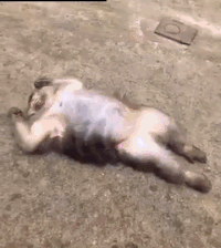 응급구조대원 원숭이 .gif | 인스티즈