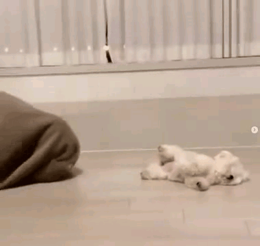 댕냥이 잡아먹는 이불괴물🐶🐱 | 인스티즈