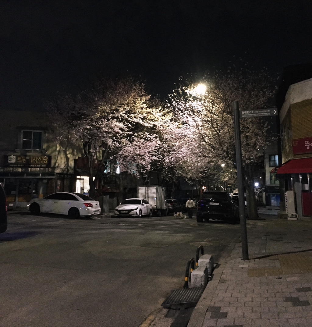 직접 찍은 벚꽃 사진 자랑하는 달글 | 인스티즈