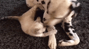 큰개들한테 깝치는 캣초딩들.gif | 인스티즈