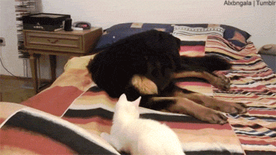 큰개들한테 깝치는 캣초딩들.gif | 인스티즈