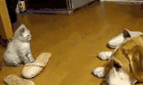 큰개들한테 깝치는 캣초딩들.gif | 인스티즈