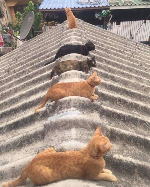 캣차장.jpg
