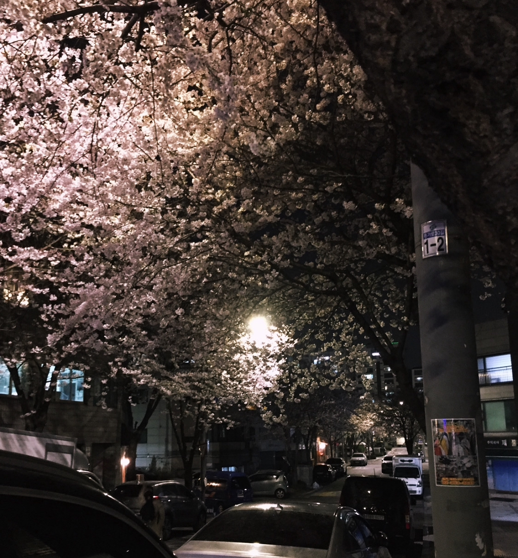 직접 찍은 벚꽃 사진 자랑하는 달글 | 인스티즈