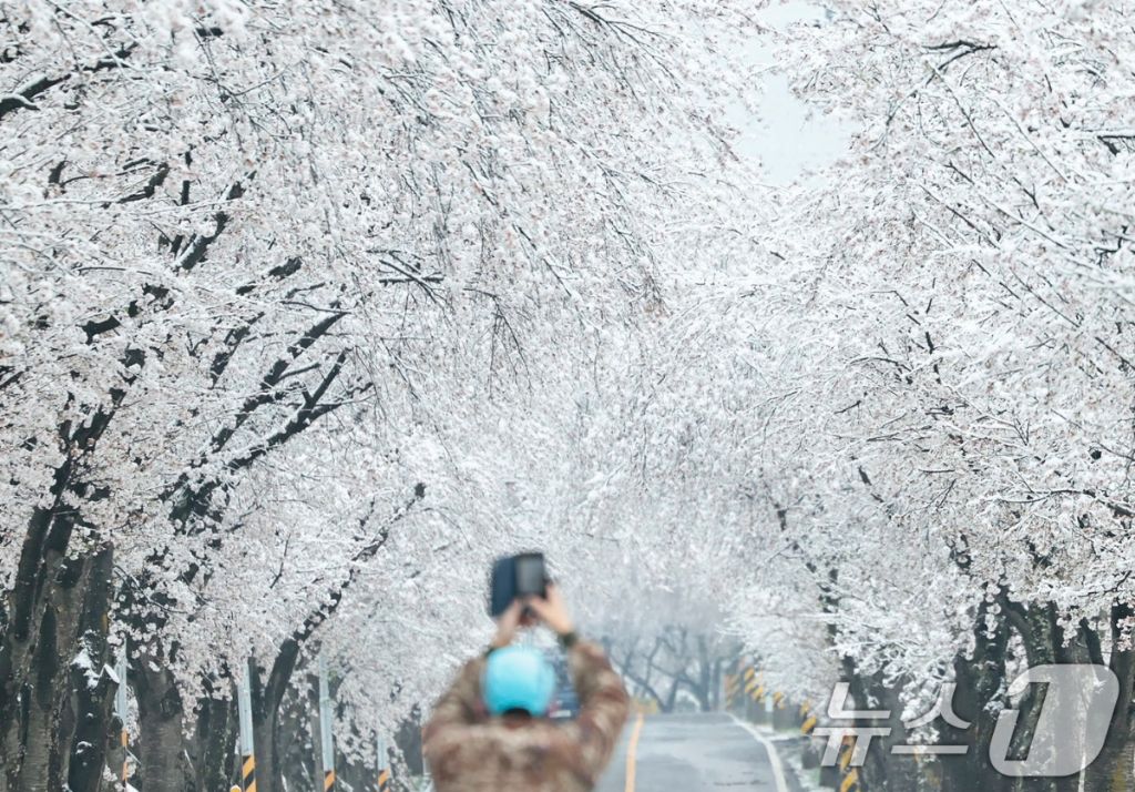 [포토] 눈 쌓은 왕벚꽃터널 | 인스티즈