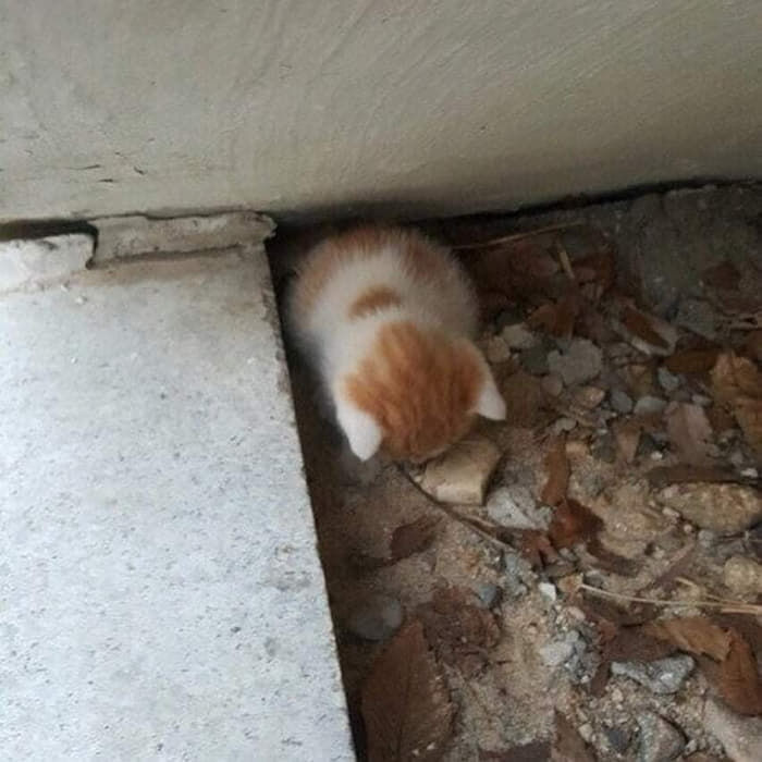 조랭이떡 | 인스티즈