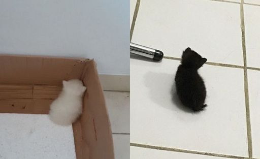조랭이떡 | 인스티즈