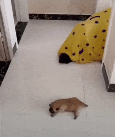 댕냥이 잡아먹는 이불괴물🐶🐱 | 인스티즈