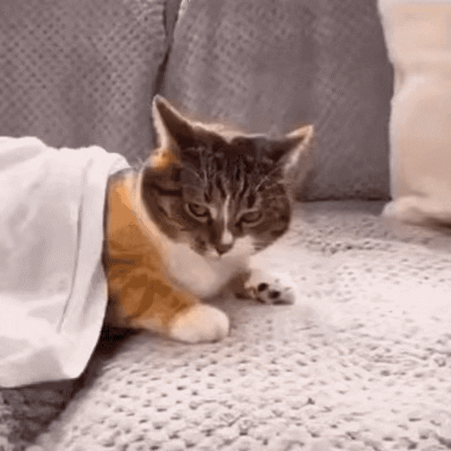 댕냥이 잡아먹는 이불괴물🐶🐱 | 인스티즈