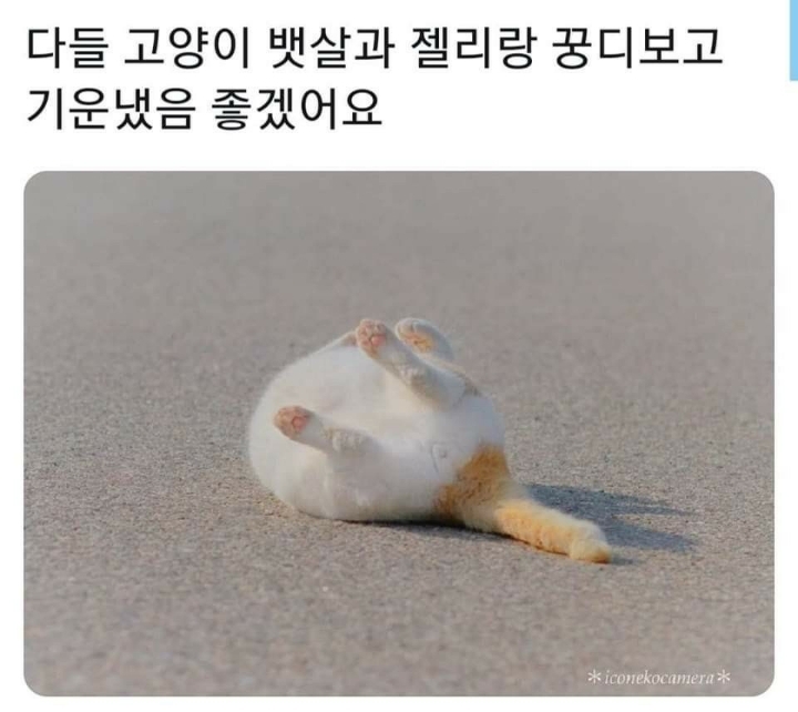  부먹 찍먹 문제를 종결시킬 그릇