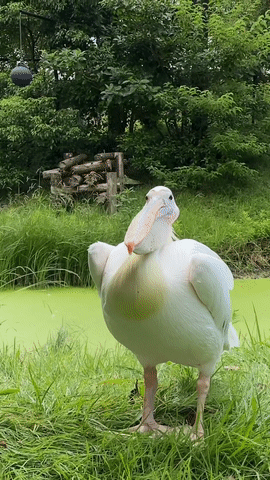  좀 충격적인 펠리컨 하품하는 모습. gif
